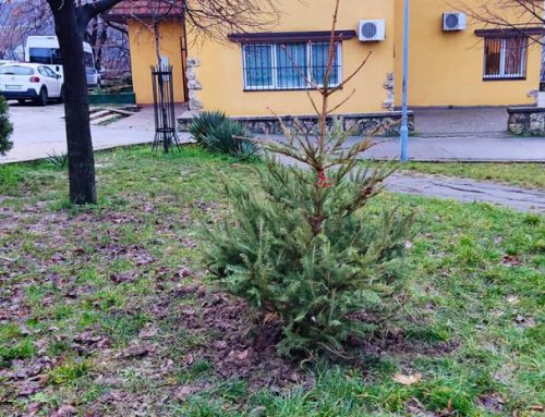 Ученици након приредбе у дворишту школе посадили „Звезданову јелку“ – 27.12.2022.